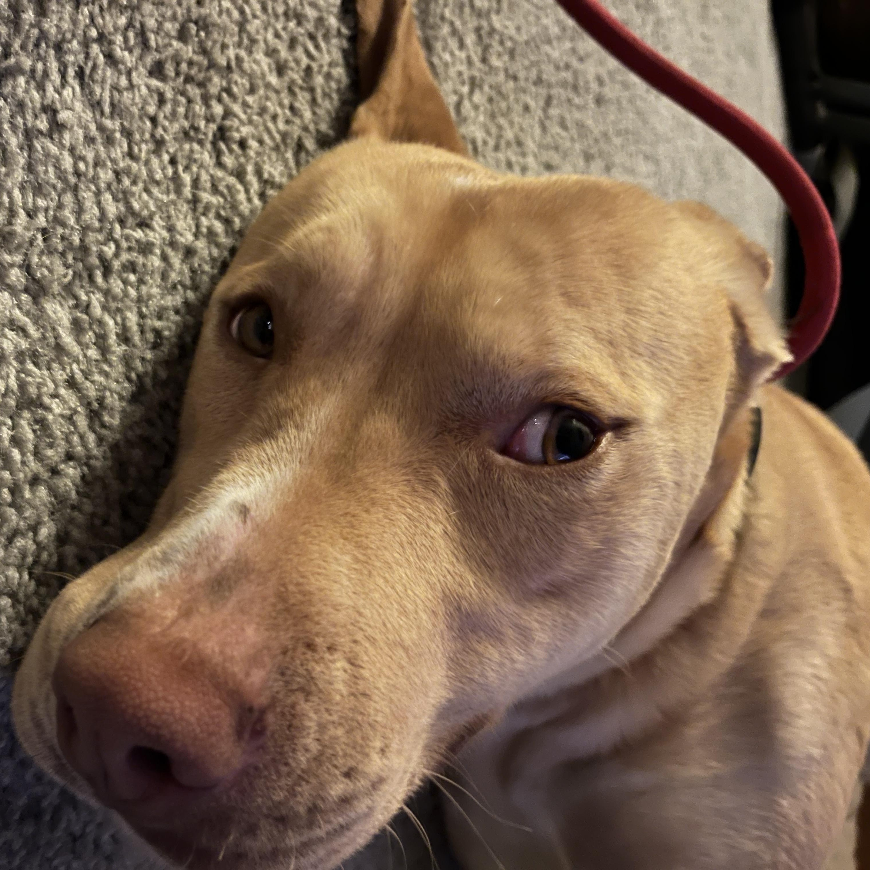 Duncan, a Adoptable Mixed Breed in Portland, OR image 1/5