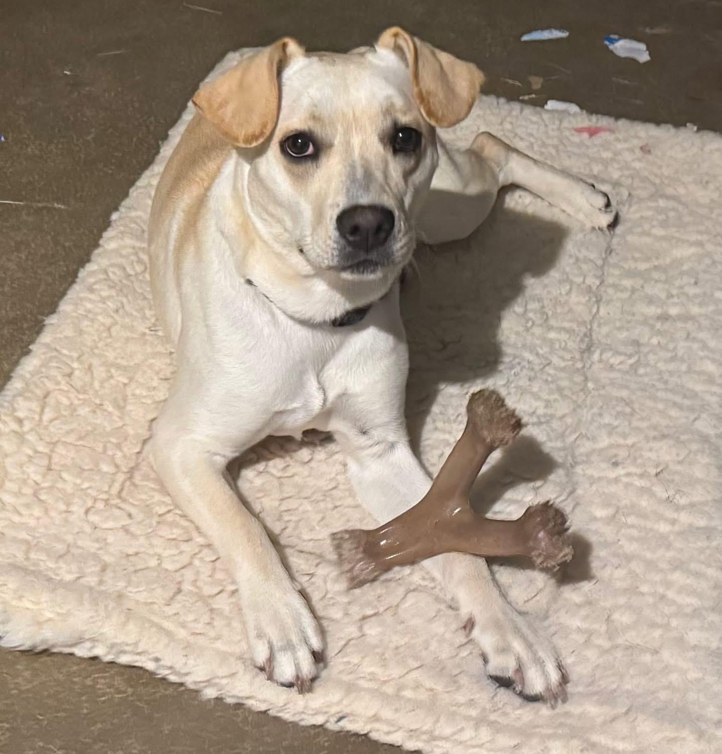 Enlarge Abby, a Adoptable mixed breed in St Henry, OH image 1/6