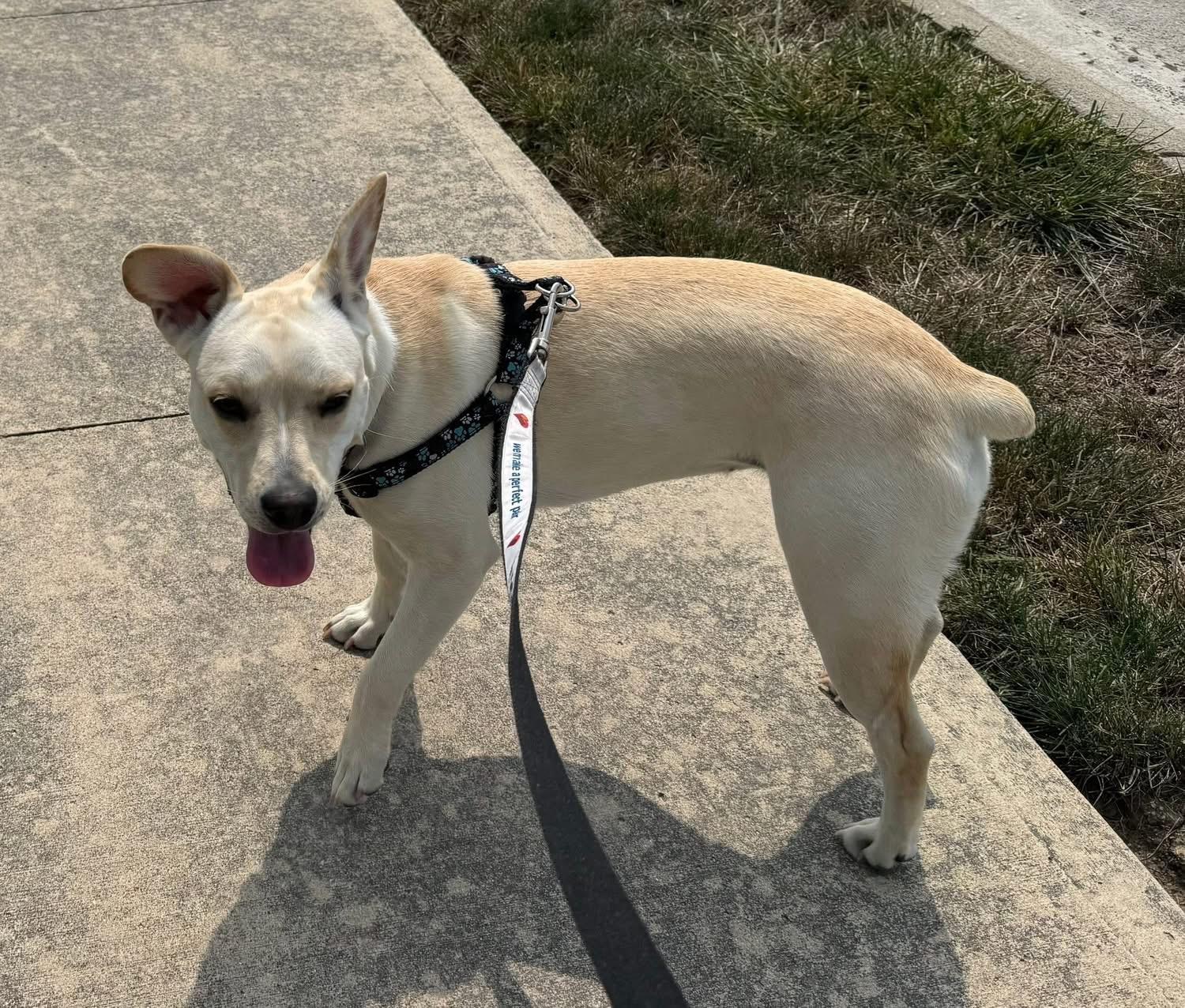Enlarge Abby, a Adoptable mixed breed in St Henry, OH image 2/6