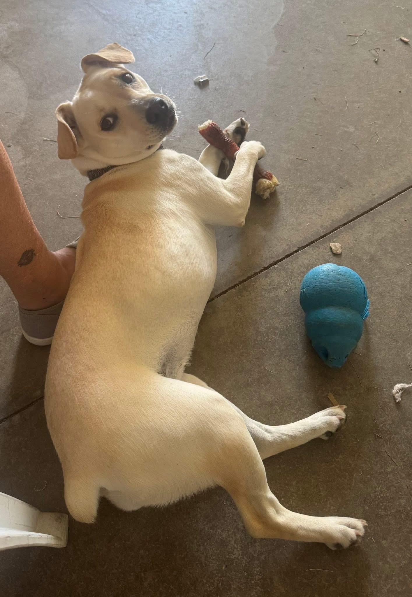 Enlarge Abby, a Adoptable mixed breed in St Henry, OH image 3/6