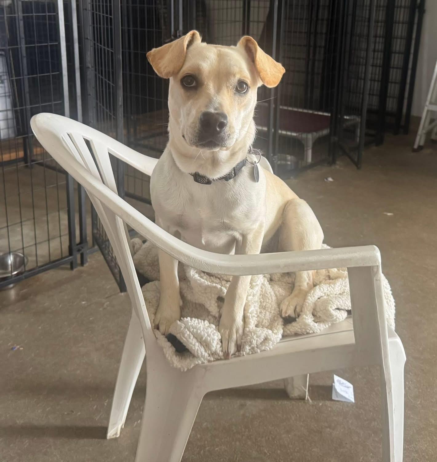 Enlarge Abby, a Adoptable mixed breed in St Henry, OH image 4/6