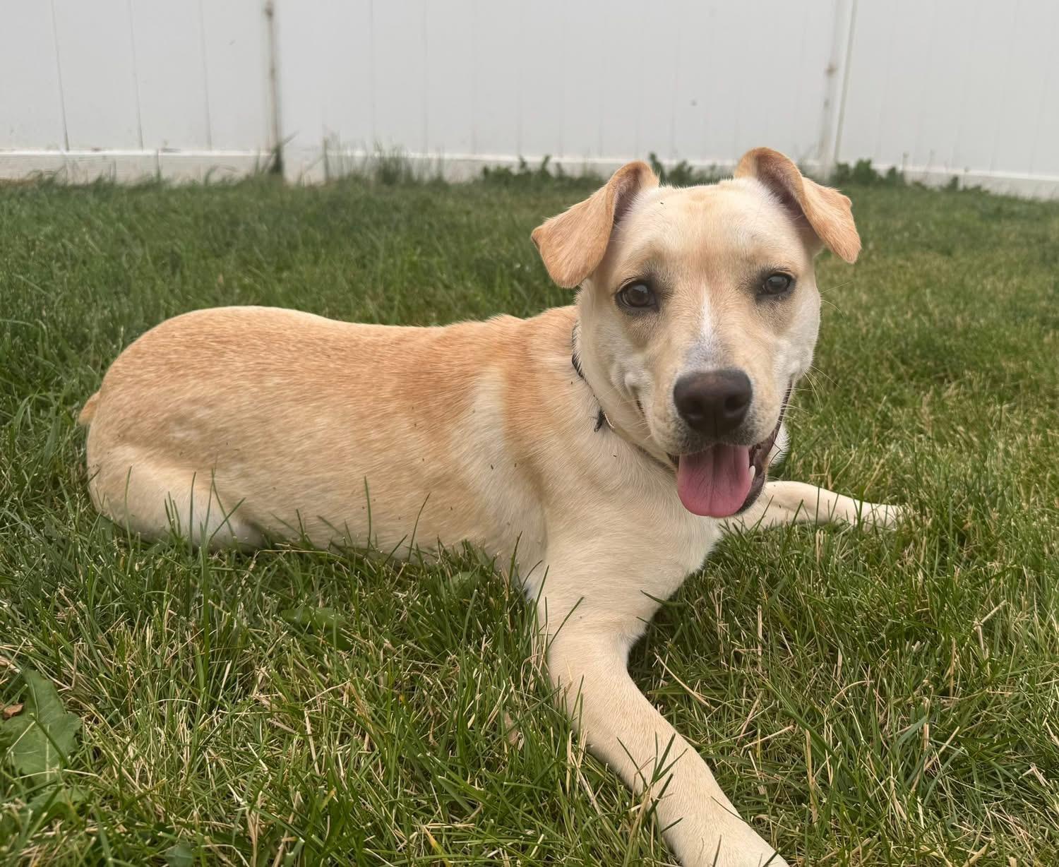 Enlarge Abby, a Adoptable mixed breed in St Henry, OH image 5/6