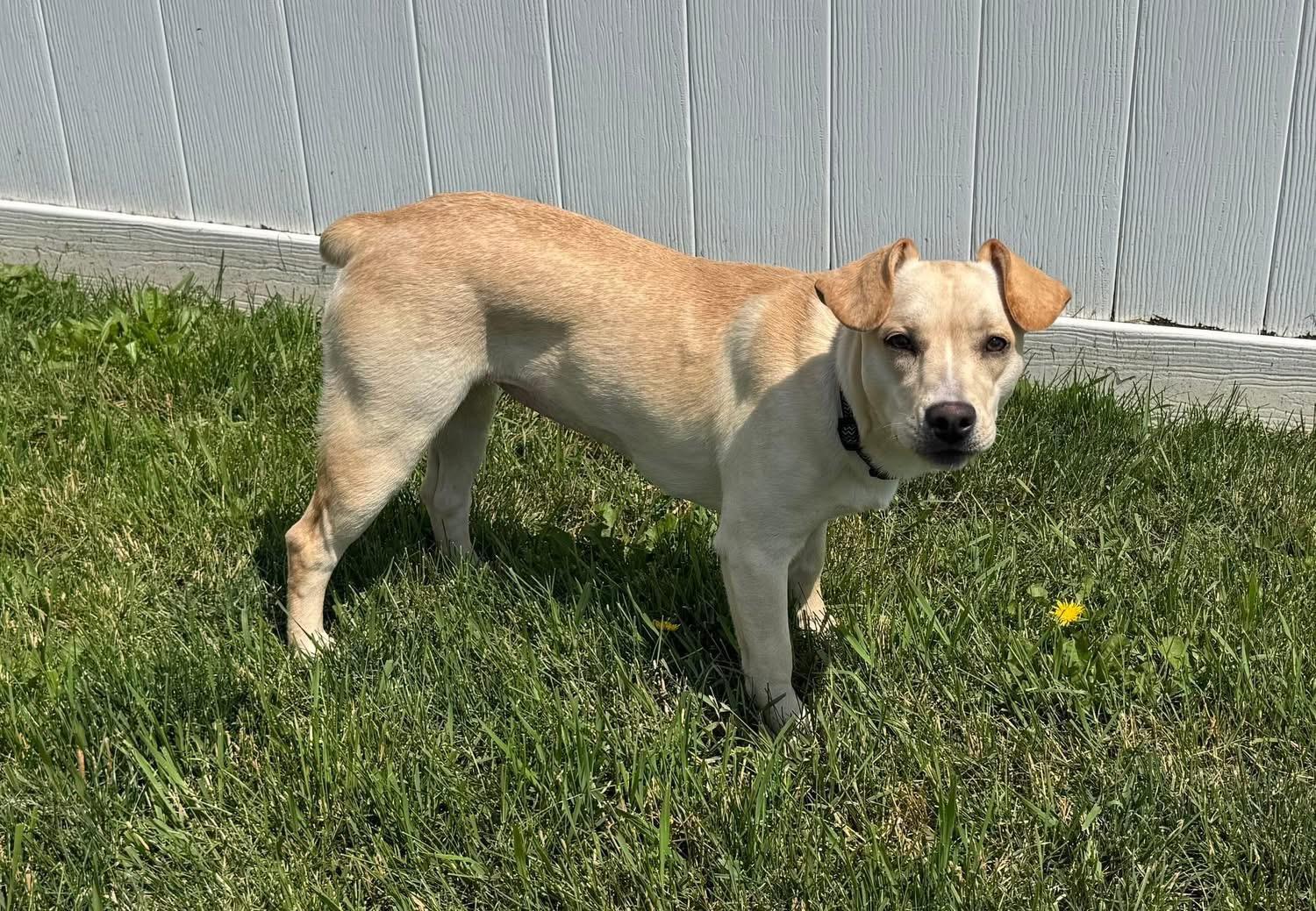 Enlarge Abby, a Adoptable mixed breed in St Henry, OH image 6/6