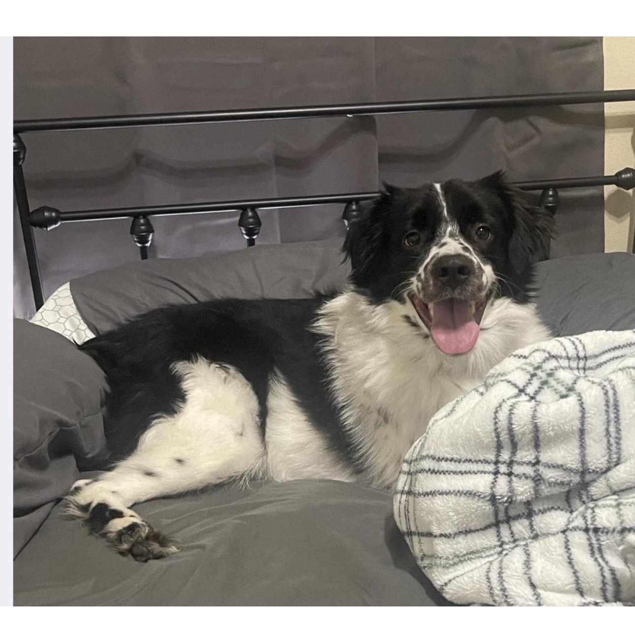 Odie, ADOPTABLE, Young Male Border Collie & English Setter.