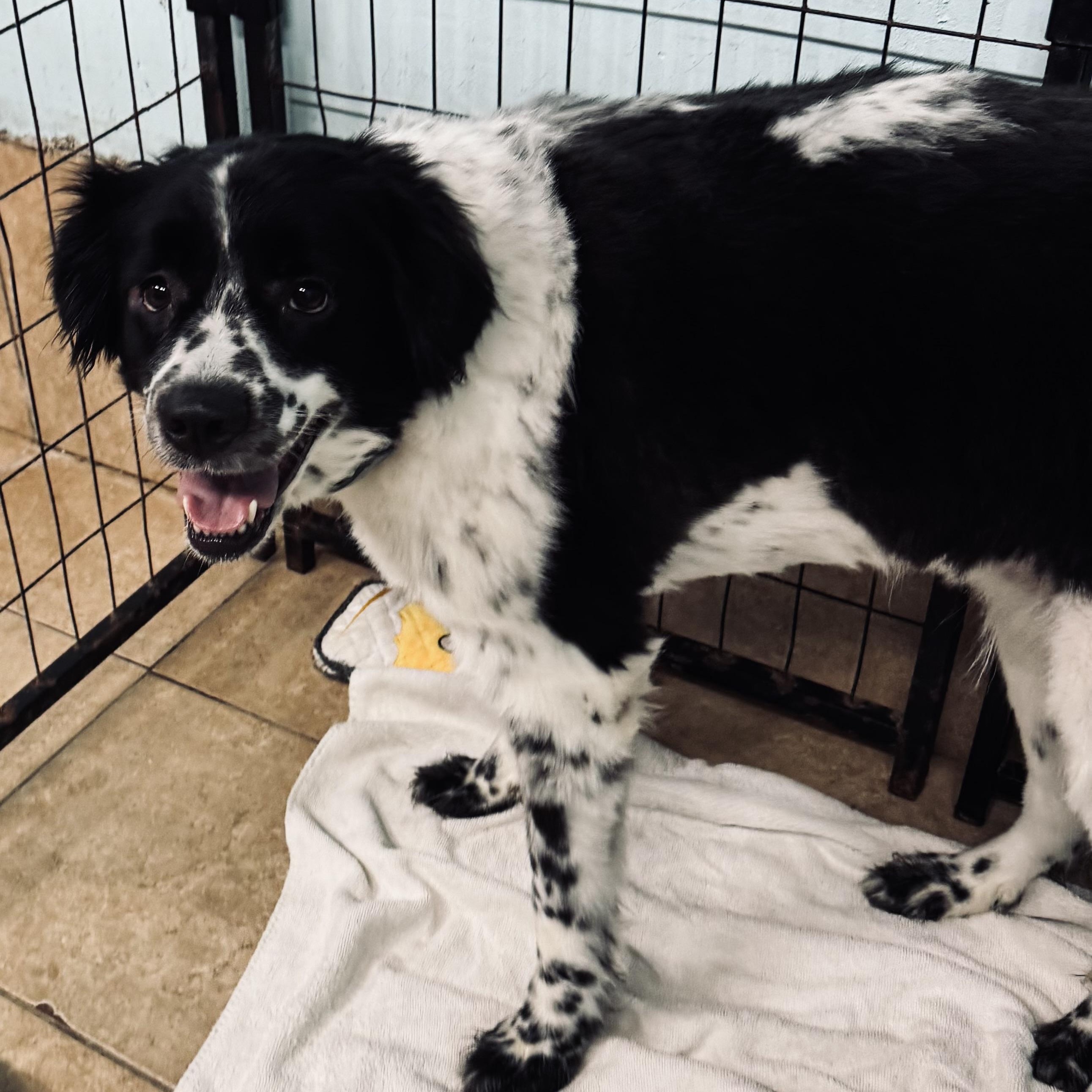 Odie, a ADOPTABLE mixed breed in Louisburg, KS image 2/2