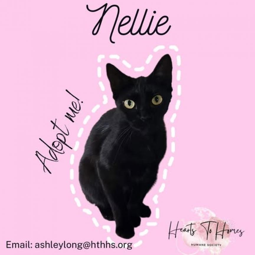 Enlarge Nellie, a Adoptable Bombay in Nashville, GA image 1/1
