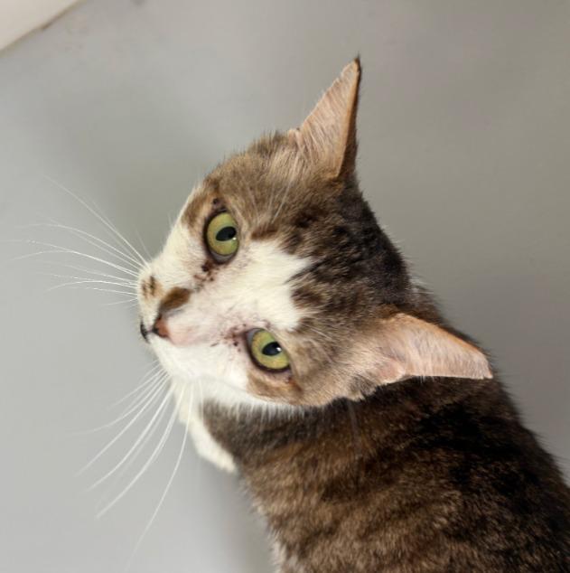 Enlarge Baltic, a Adoptable mixed breed in Peoria, AZ image 1/2