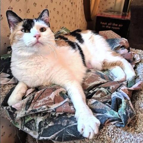 Enlarge Simone, a ADOPTABLE Calico in Salt Lake City, UT image 2/3