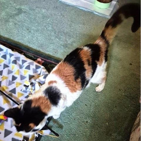 Enlarge Simone, a ADOPTABLE Calico in Salt Lake City, UT image 3/3