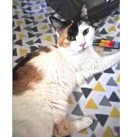 Simone, ADOPTABLE, Adult Female Calico.