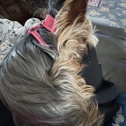 Millie, Adoptable, Young Female Yorkshire Terrier.