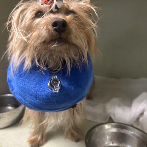 Enlarge Millie, a Adoptable Yorkshire Terrier in Broken Arrow, OK image 2/5