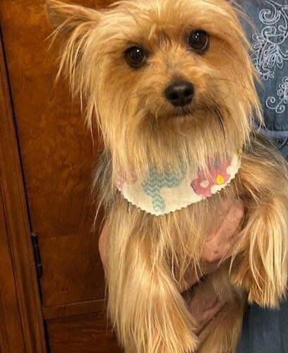Millie, Adoptable, Young Female Yorkshire Terrier.