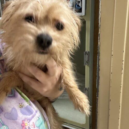 Enlarge Millie, a Adoptable Yorkshire Terrier in Broken Arrow, OK image 3/5