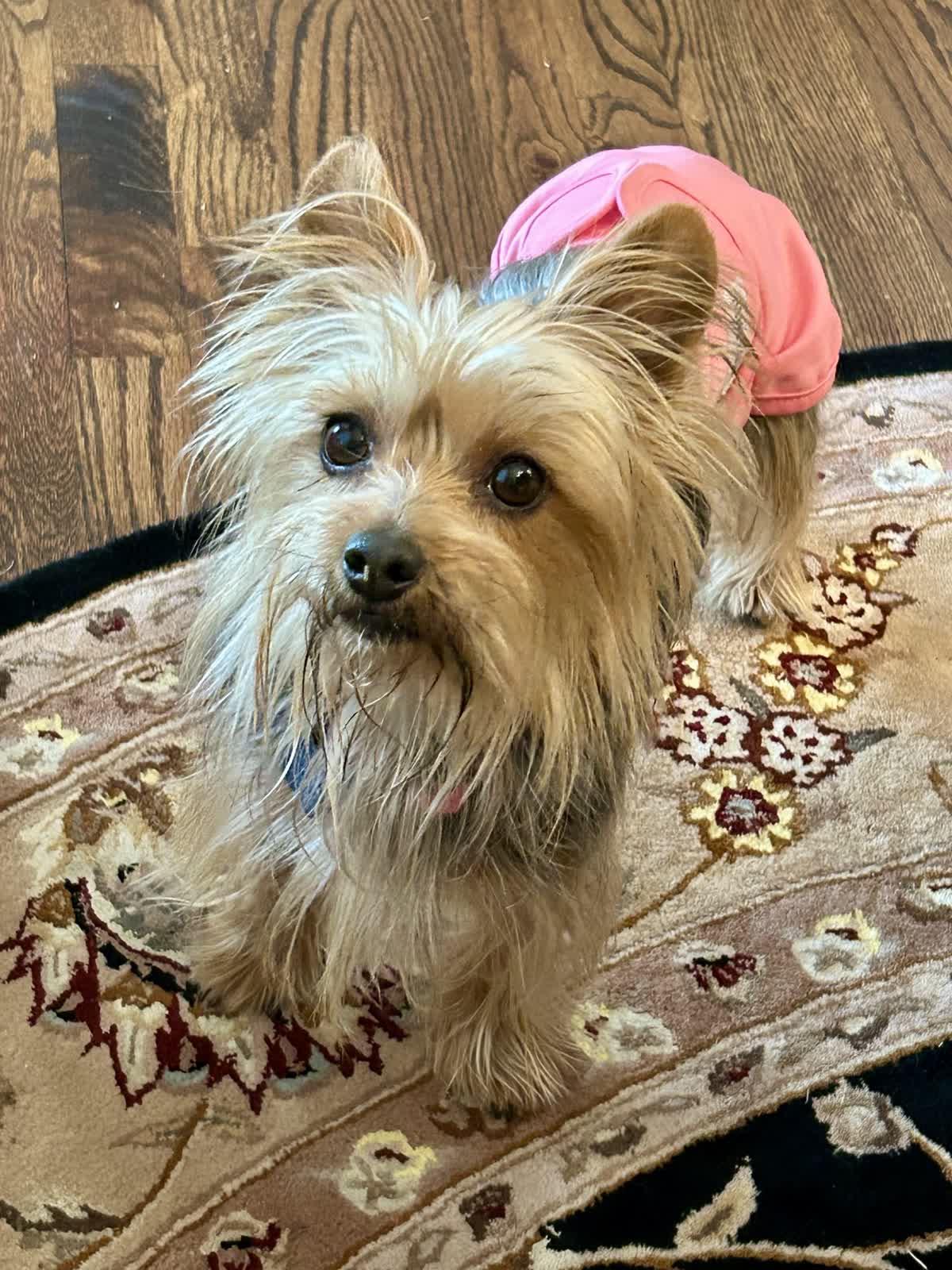 Enlarge Millie, a Adoptable Yorkshire Terrier in Broken Arrow, OK image 4/5