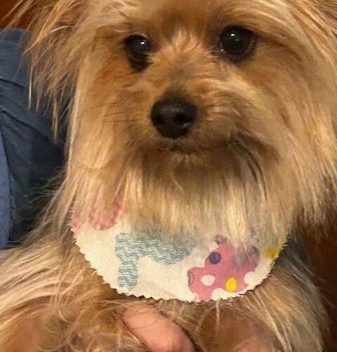 Enlarge Millie, a Adoptable Yorkshire Terrier in Broken Arrow, OK image 4/5