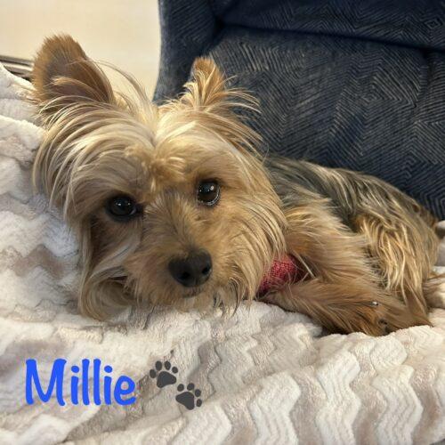 Millie, a Adoptable Yorkshire Terrier in Broken Arrow, OK image 3/5