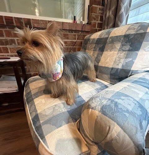 Millie, a Adoptable Yorkshire Terrier in Broken Arrow, OK image 4/5