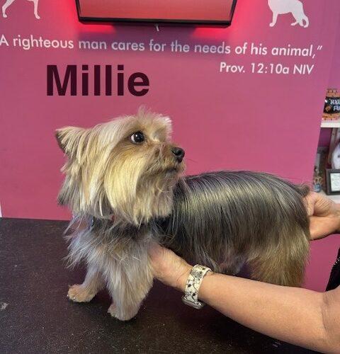 Millie, a Adoptable Yorkshire Terrier in Broken Arrow, OK image 5/5