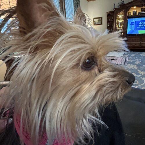 Enlarge Millie, a Adoptable Yorkshire Terrier in Broken Arrow, OK image 5/5