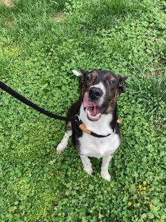 Enlarge Sorbet, a Adoptable mixed breed in Independence, MO image 1/3