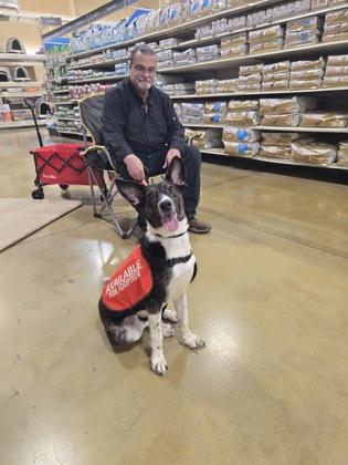Enlarge Sorbet, a Adoptable mixed breed in Independence, MO image 2/3