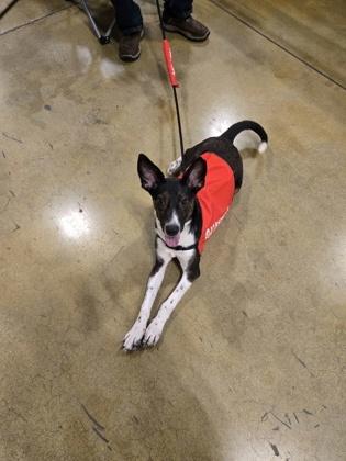 Enlarge Sorbet, a Adoptable mixed breed in Independence, MO image 3/3