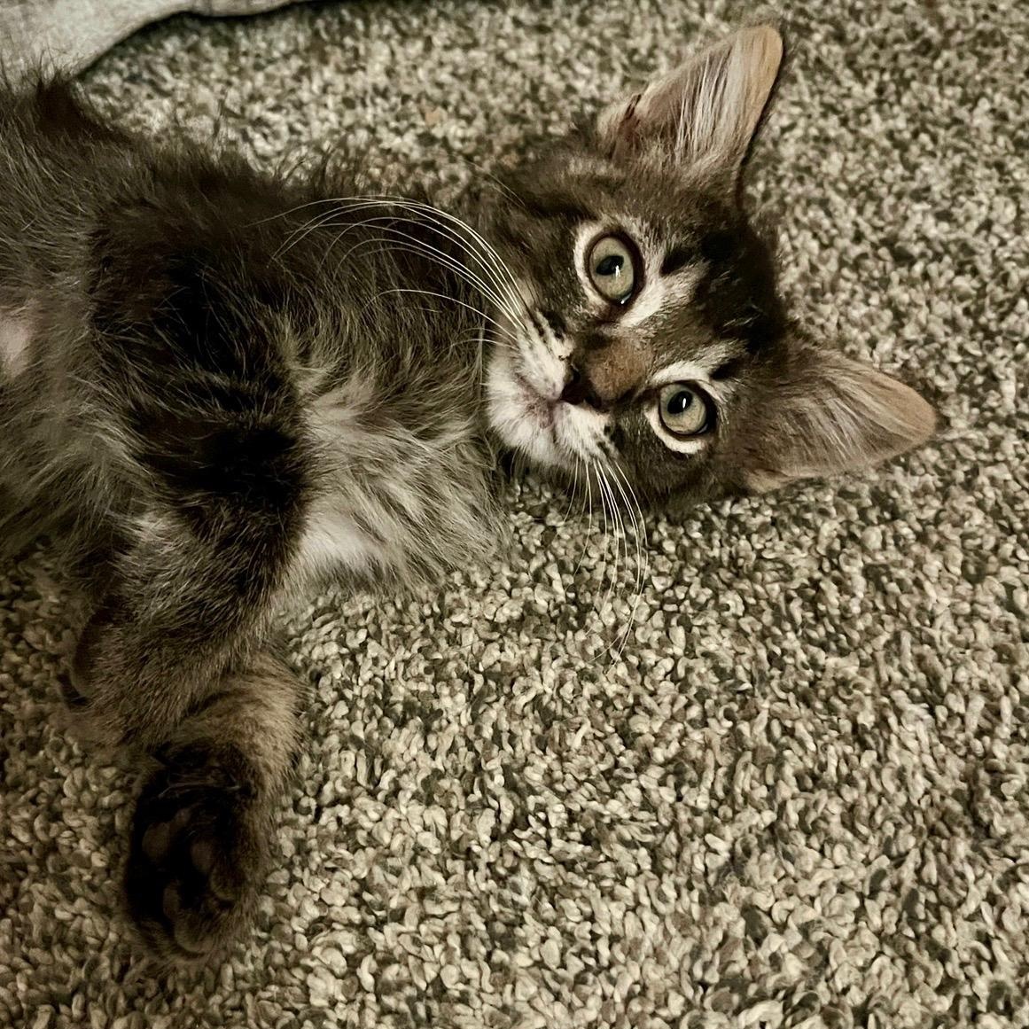 Ozzy Pawsborn, ADOPTABLE, Young Male Tabby.