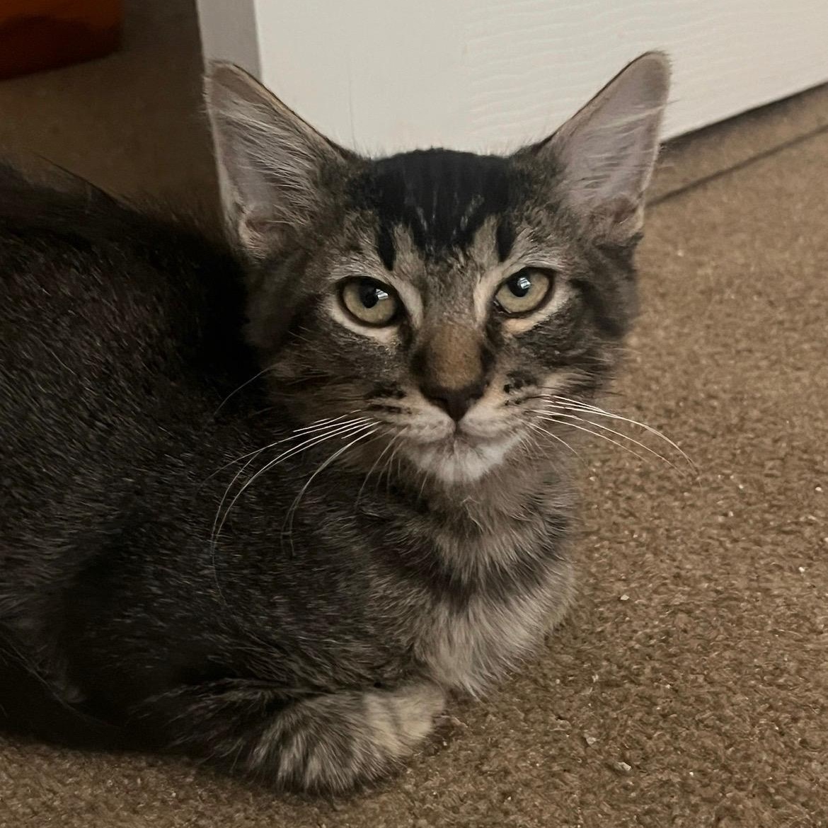 Enlarge Ozzy Pawsborn, a ADOPTABLE mixed breed in Phoenix , AZ image 4/4