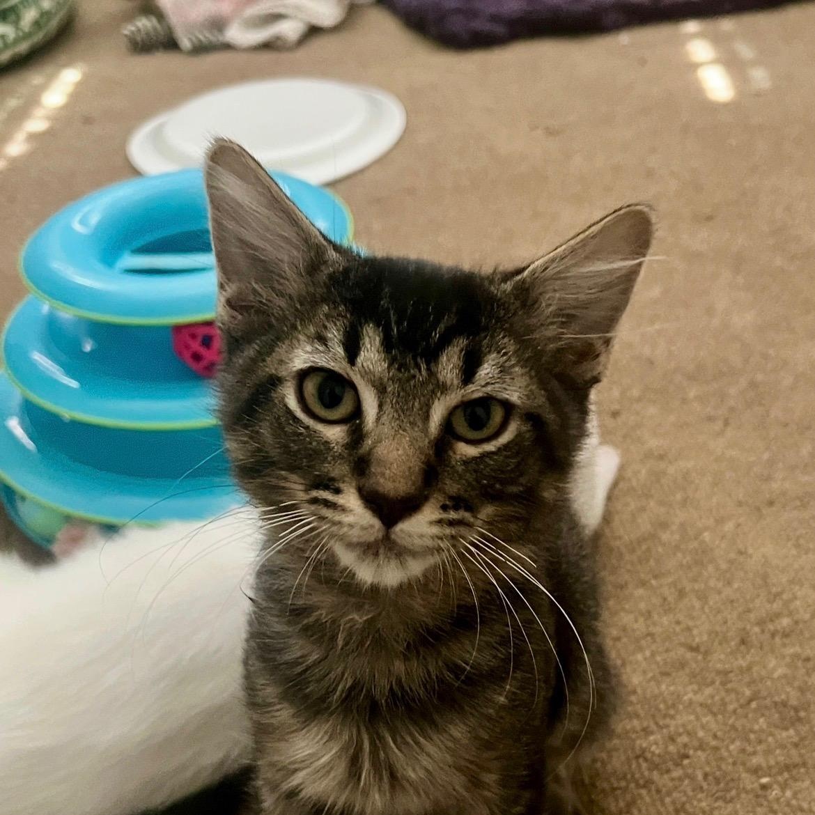 Enlarge Ozzy Pawsborn, a ADOPTABLE mixed breed in Phoenix , AZ image 2/4