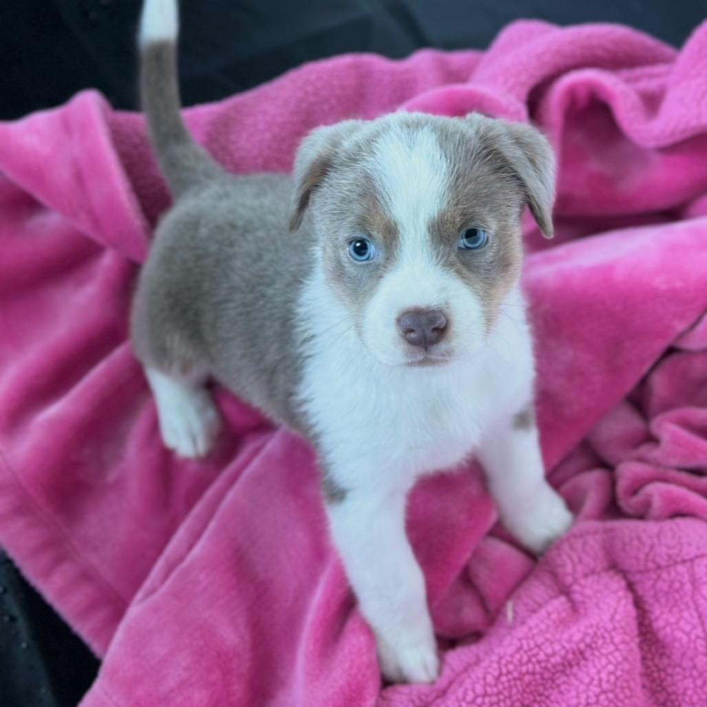 Enlarge Sterling, a Adoptable mixed breed in St. Charles, MO image 1/5