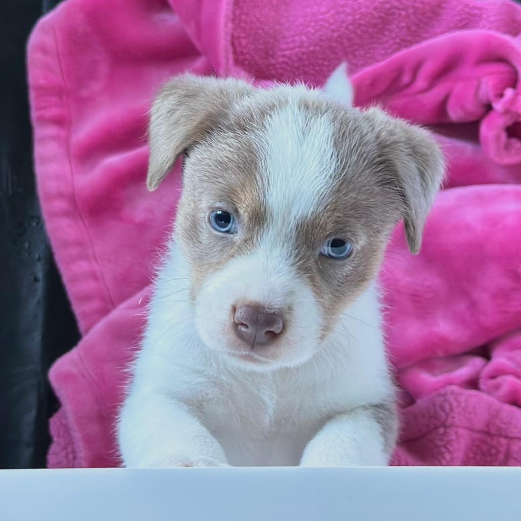 Enlarge Sterling, a Adoptable mixed breed in St. Charles, MO image 2/5