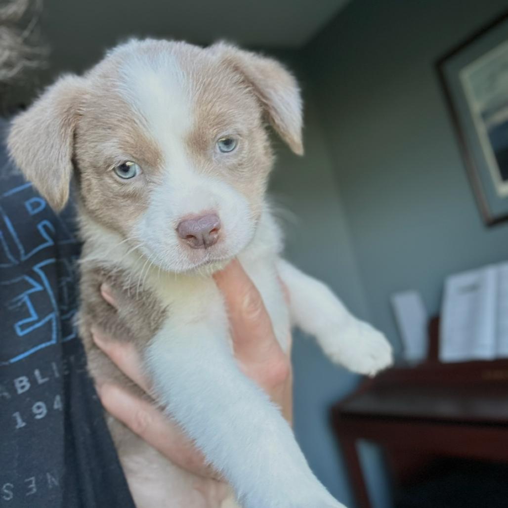 Enlarge Sterling, a Adoptable mixed breed in St. Charles, MO image 3/5