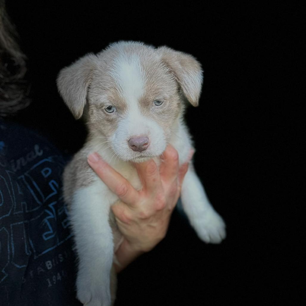 Enlarge Sterling, a Adoptable mixed breed in St. Charles, MO image 4/5