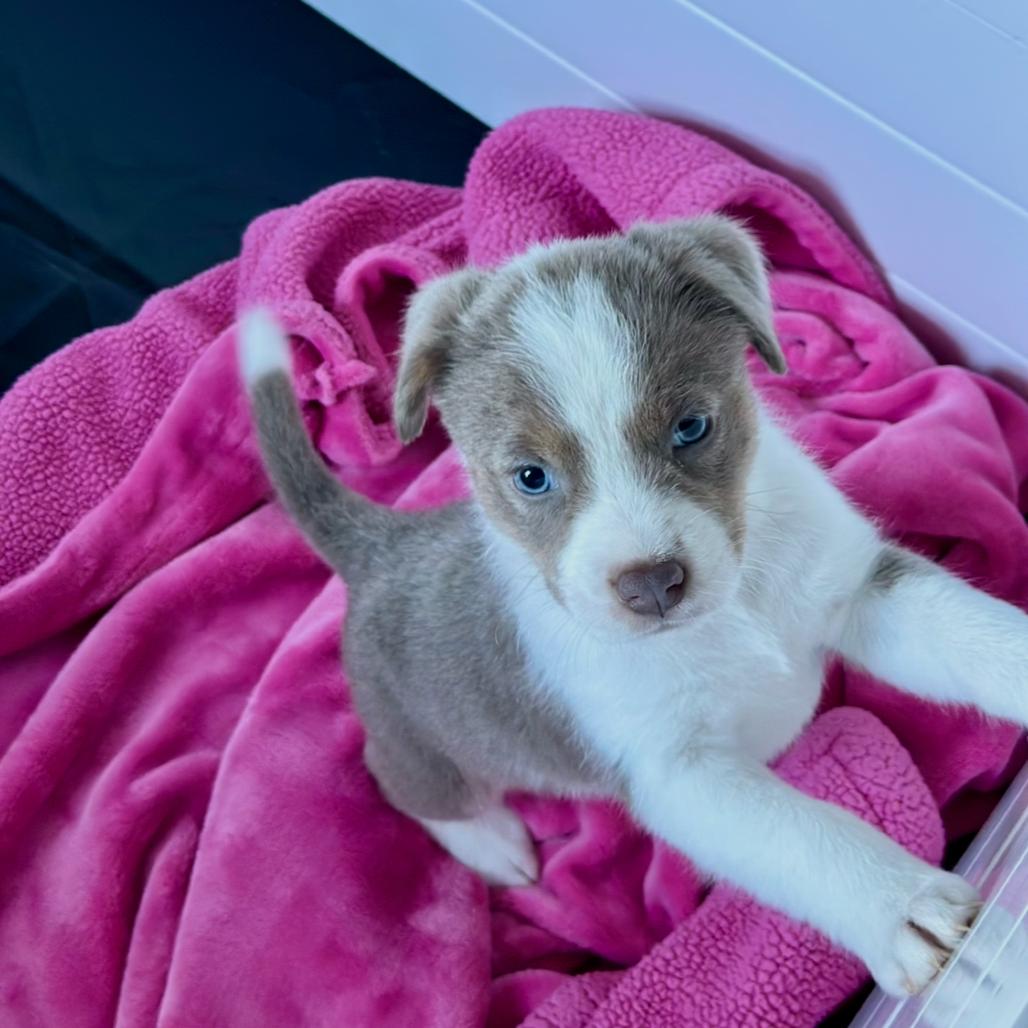 Enlarge Sterling, a Adoptable mixed breed in St. Charles, MO image 5/5