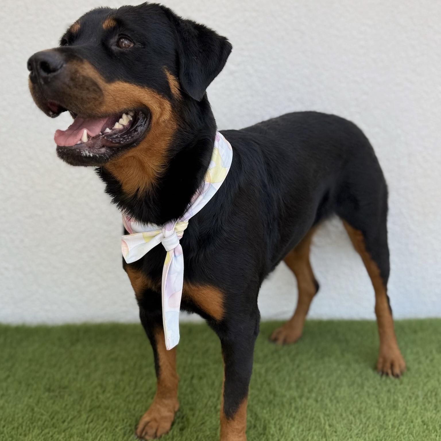 Enlarge SHANTY, an adopted mixed breed in La Jolla, CA image 3/6