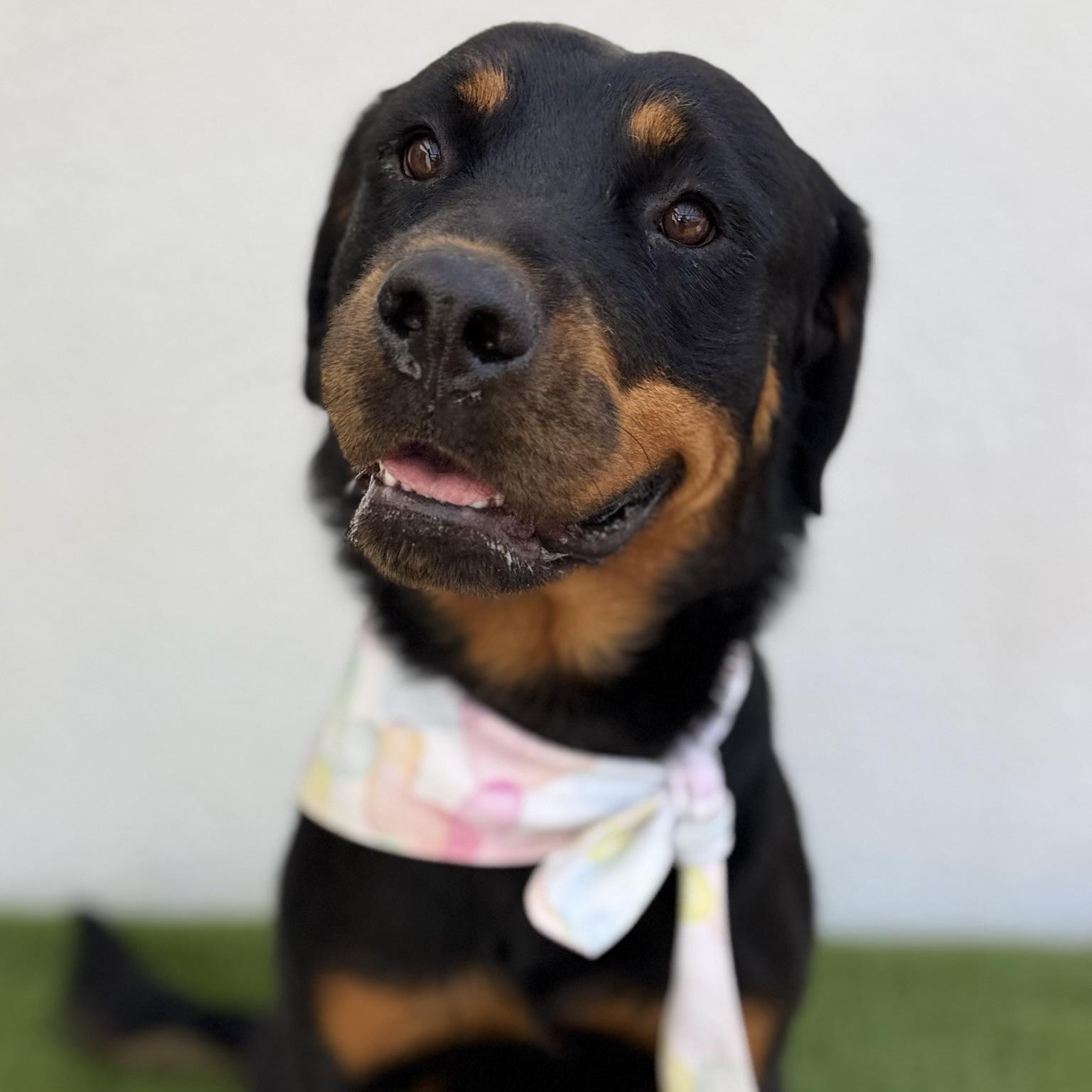 Enlarge SHANTY, an adopted mixed breed in La Jolla, CA image 4/6