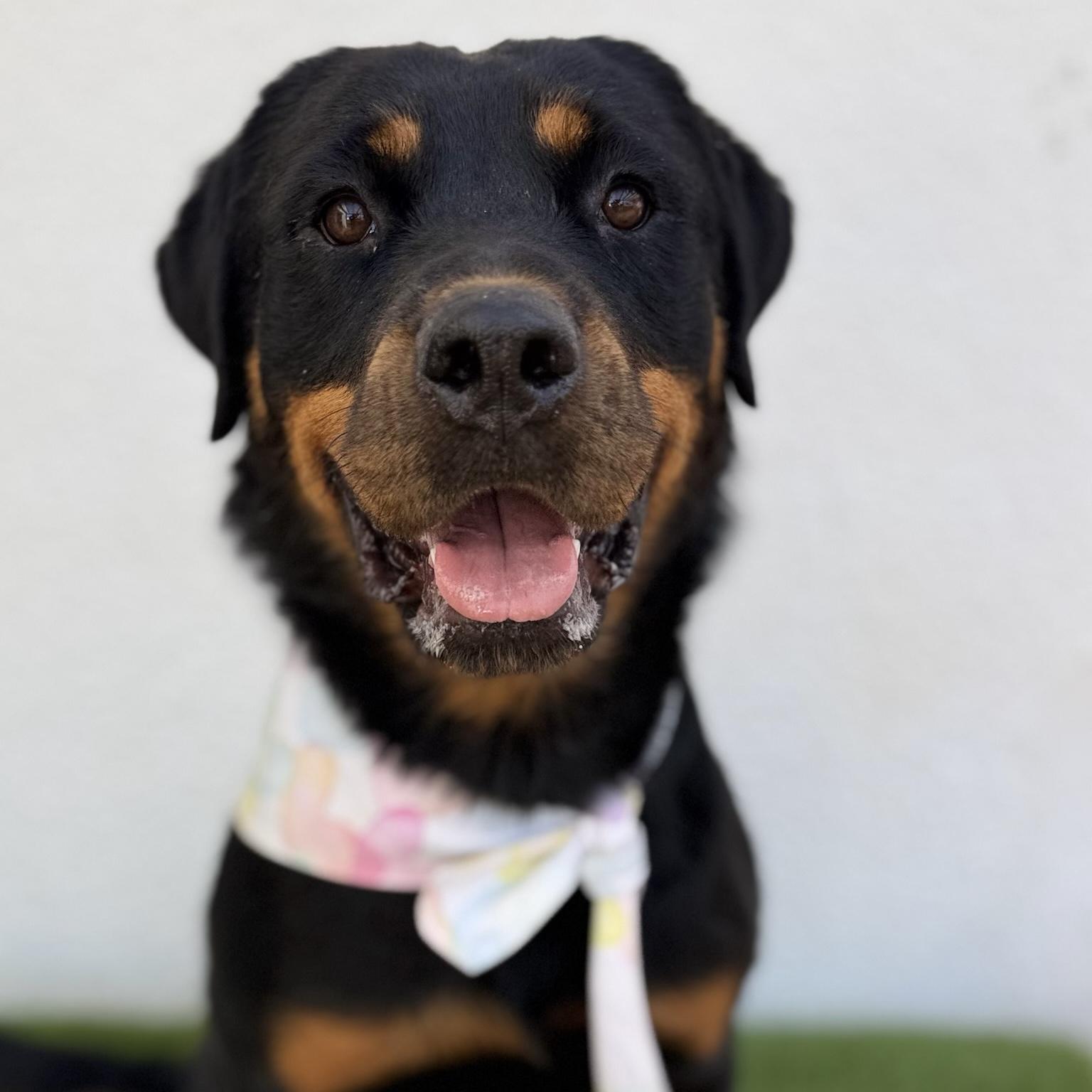 SHANTY, adopted, Young Female Rottweiler.