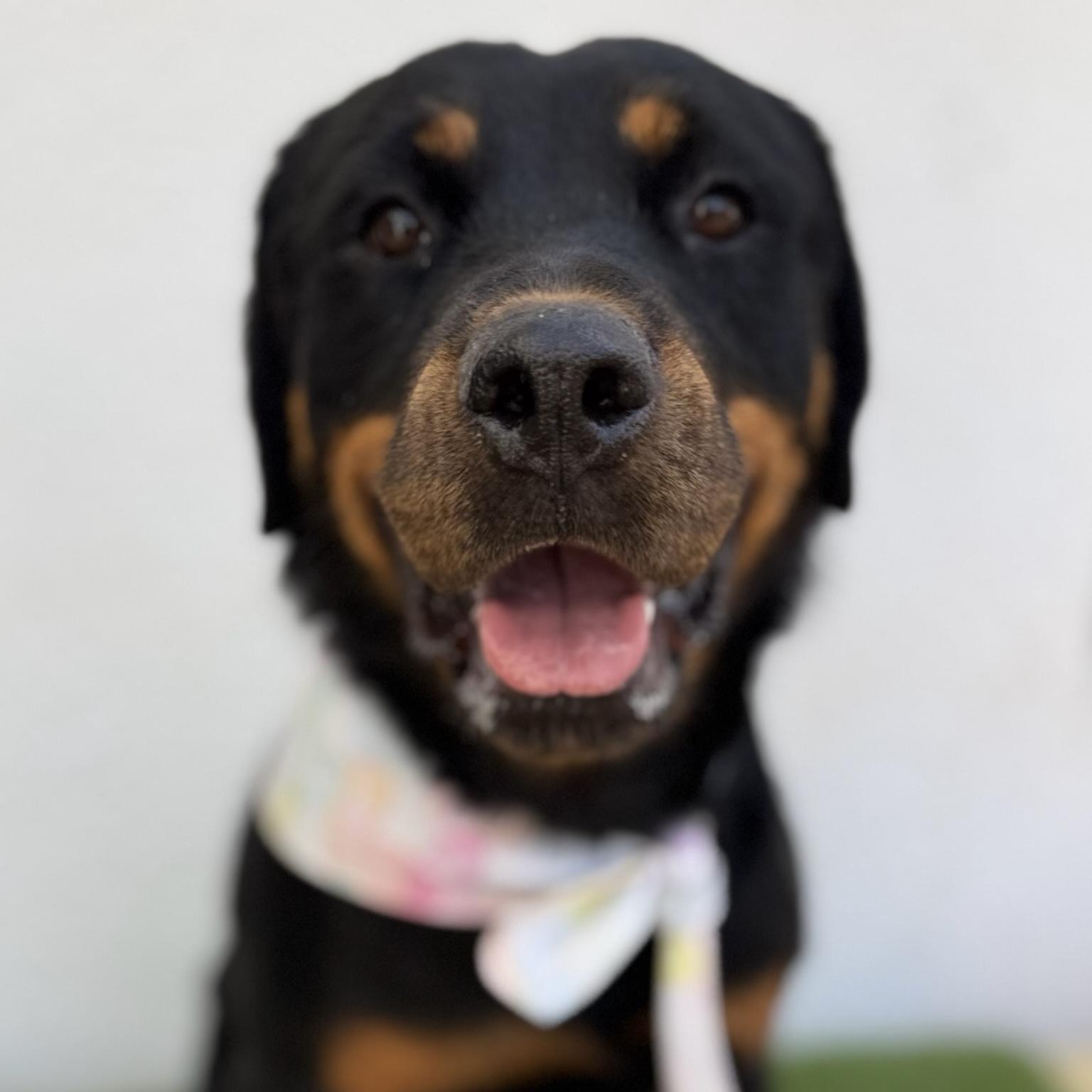 Enlarge SHANTY, an adopted mixed breed in La Jolla, CA image 6/6