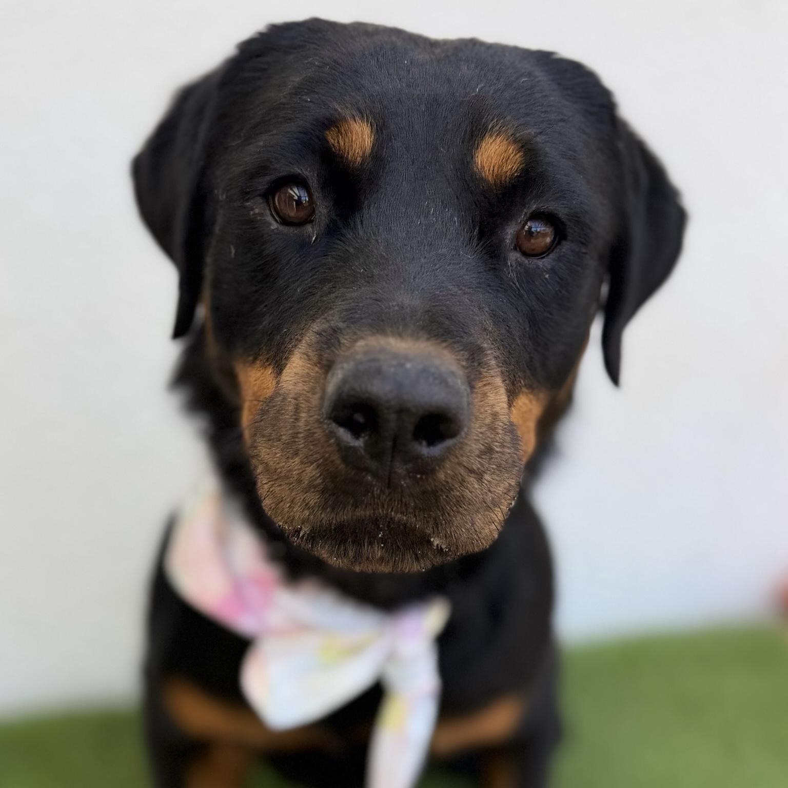 Enlarge SHANTY, an adopted mixed breed in La Jolla, CA image 5/6