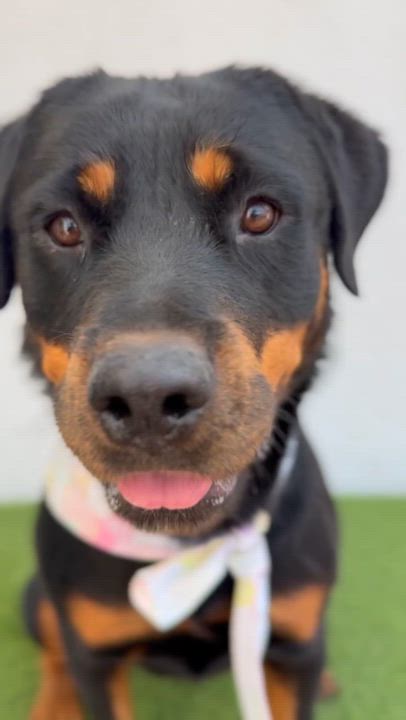 Enlarge SHANTY, an adopted mixed breed in La Jolla, CA video 2/6