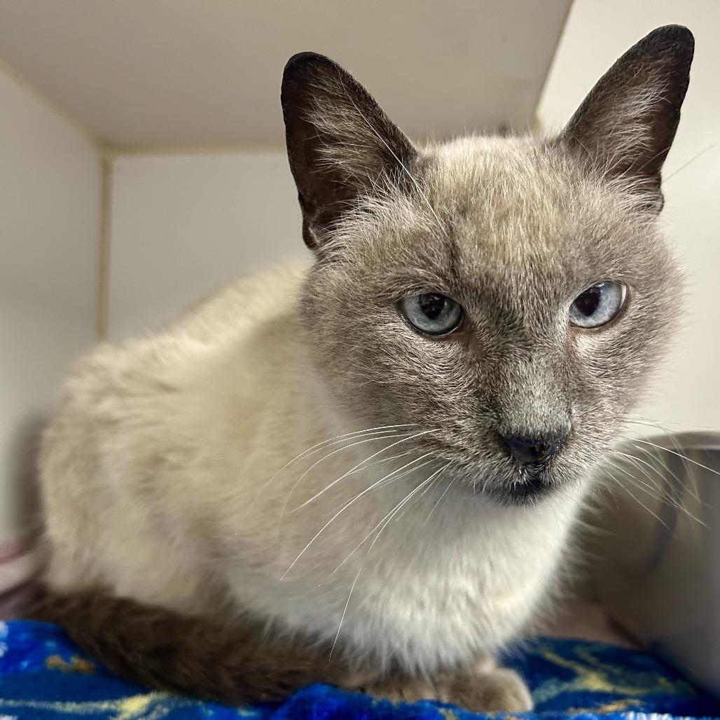 Minx, Adoptable, Senior Male Domestic Short Hair.