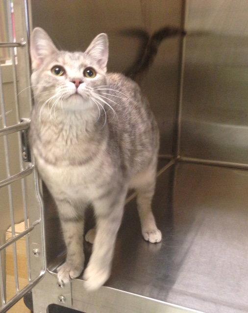 Ginger- Must Apply in Person !, a Adoptable mixed breed in Georgetown, KY image 1/3
