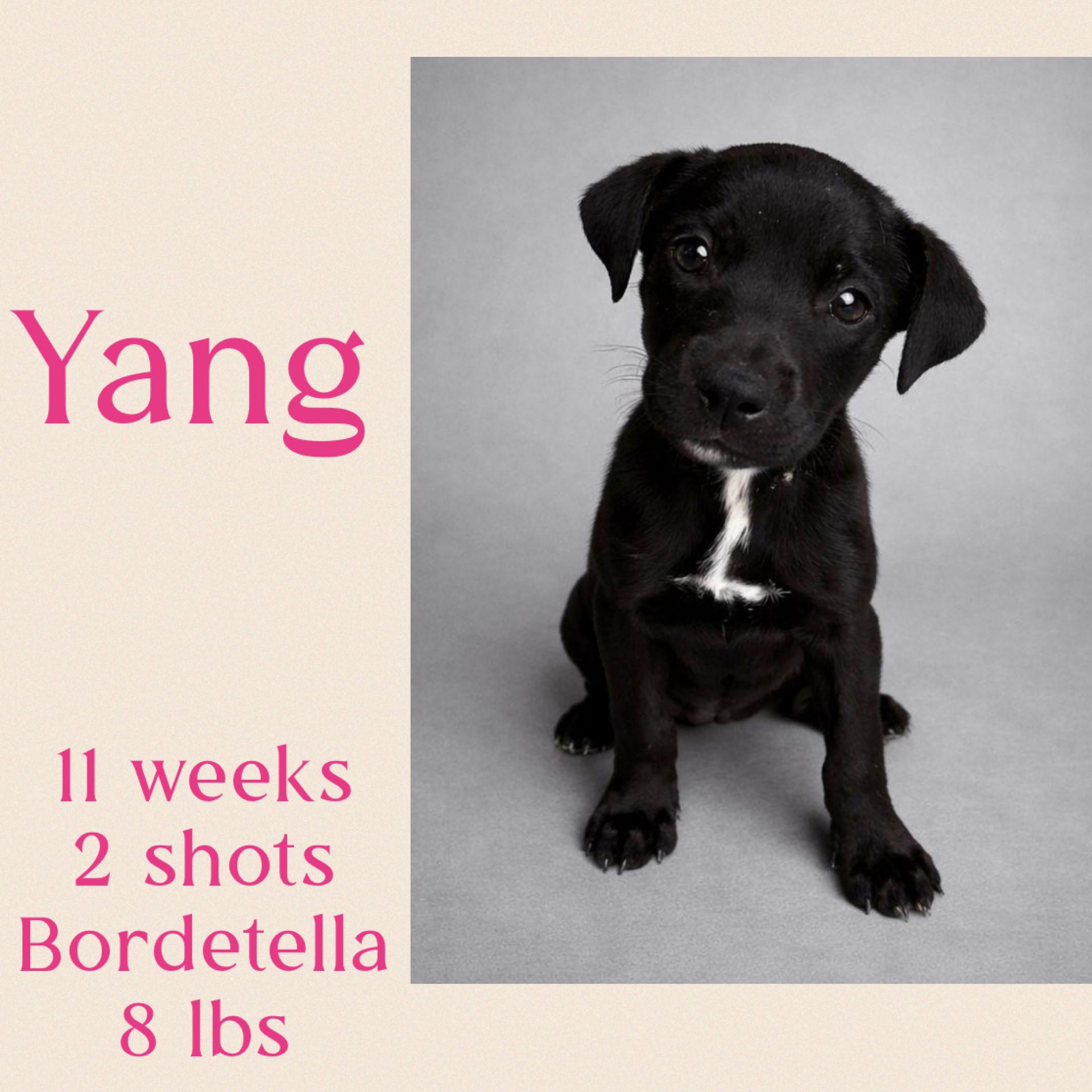 Enlarge Yang, a ADOPTABLE mixed breed in Virginia Beach, VA image 1/1