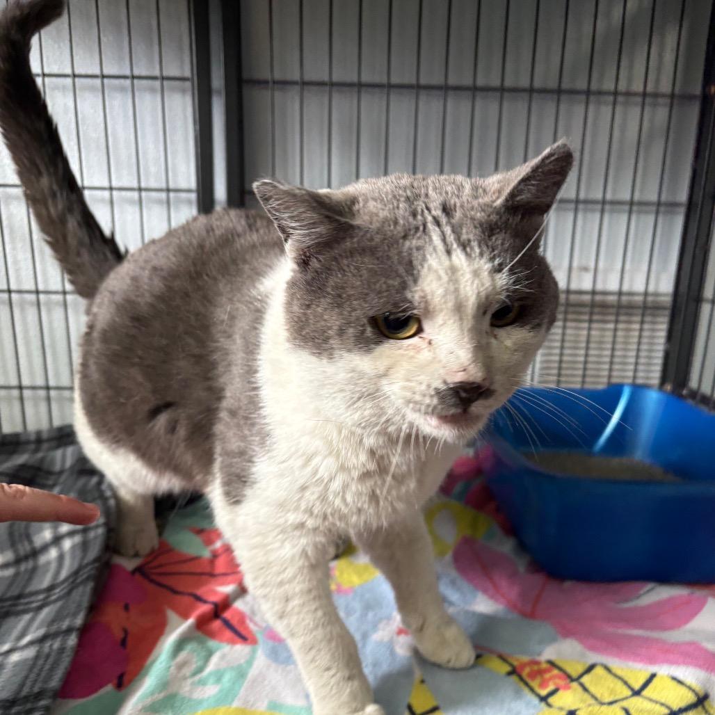 Enlarge Jedi, a ADOPTABLE Domestic Short Hair in Crookston, MN image 1/1