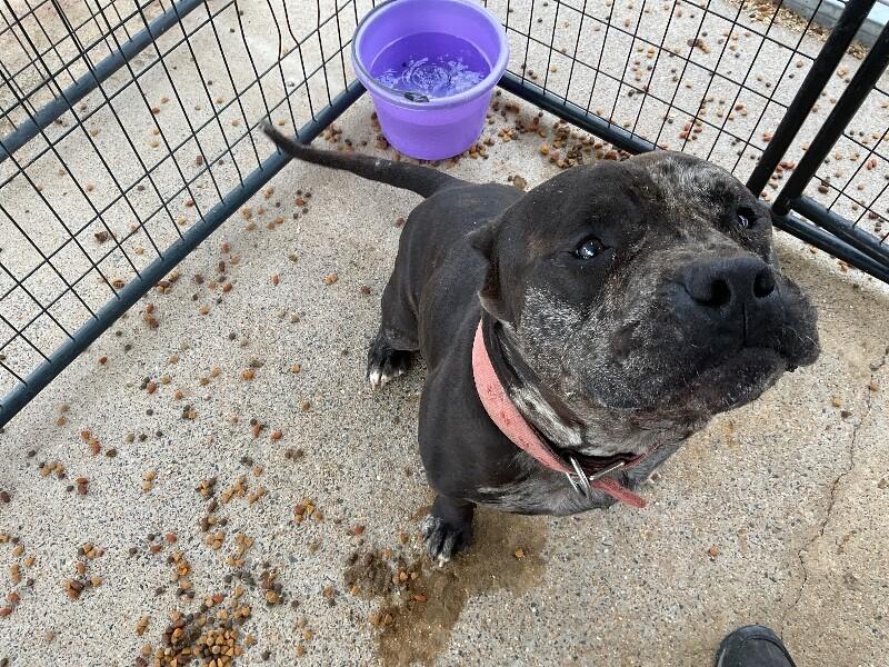 JigSaw 5-15-2026, Adoptable, Adult Male American Bulldog.