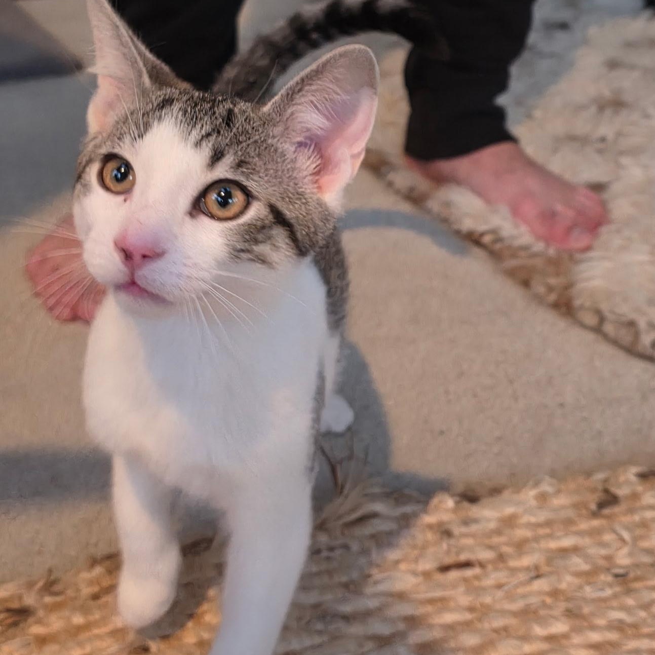 Enlarge Neil, an adopted Domestic Short Hair in Pleasantville, NJ image 1/1