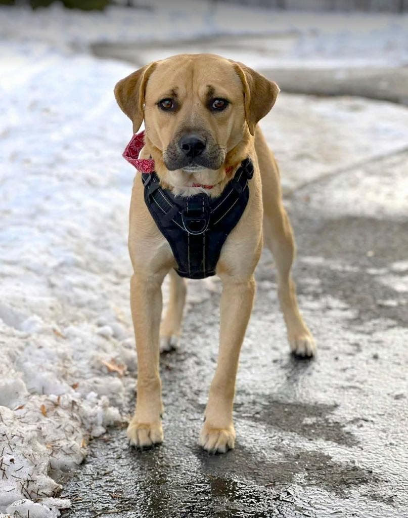 Enlarge Felix, a Adoptable mixed breed in Savage, MN image 1/6