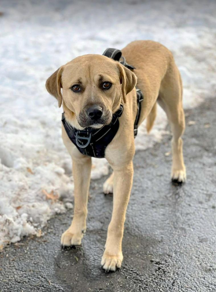 Enlarge Felix, a Adoptable mixed breed in Savage, MN image 3/6