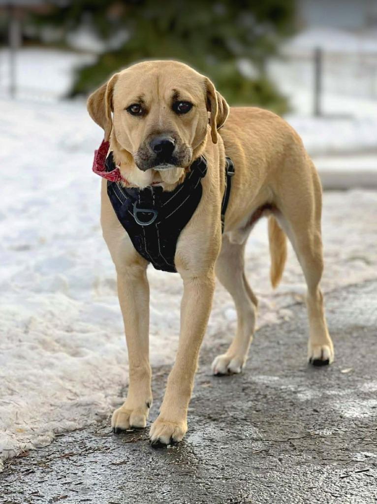 Enlarge Felix, a Adoptable mixed breed in Savage, MN image 4/6